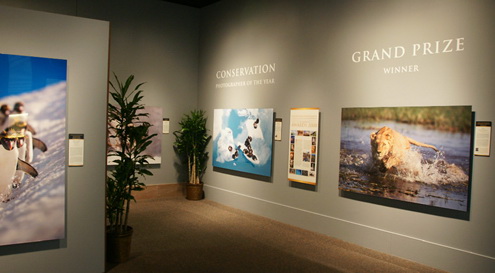 Brian Hampton’s Grand-Prize-winning image of a lioness in Botswana was displayed in an exhibition at the Smithsonian’s National Museum of Natural History that honored winners of the 2008 Nature’s Best Photography Windland Smith Rice International Awards. Hampton created the 5 ft. x 8 ft. exhibition print himself, using onOne Software’s Genuine Fractals, ImagePrint RIP software, LexJet Sunset Photo eSatin paper, and a  64-in. Epson Stylus Pro 11880 printer. Hampton mounted the print onto Gator board using his wide-format laminator. Read the full story in LexJet’s In Focus Vol. 4, No. 1.