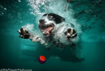 Photographing dogs underwater