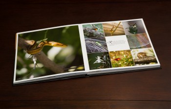 Everglades coffee table book