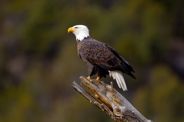 Bald Eagle Photo by Wil Harmsen