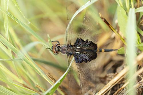 Hanny Basso - Beautiful black saddlebags dragonfly drying up in the morning.